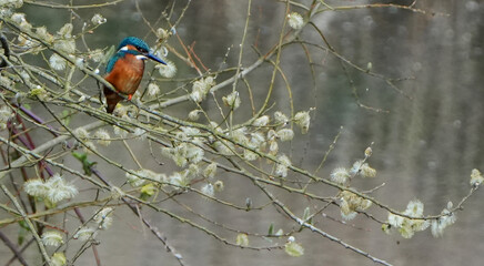 A beautiful common kingfisher (Alcedo atthis) perches on a willow branch