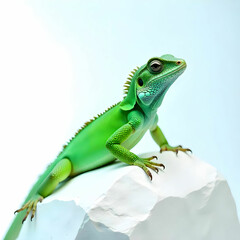 Fototapeta premium A beautiful lizard on blank background