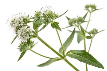 Plant with white flowers and green leaves
