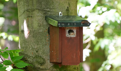 A red birdhouse with a bird peeking out, attached to a tree trunk