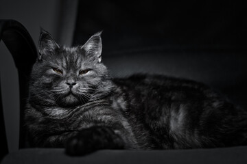 Stylish dark cat relaxing on a chair, presenting a dignified and calm expression in dim lighting....