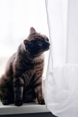 A charming black tabby cat is seated beside a white sheer curtain, peering inquisitively outdoors,...