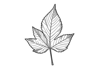 Detailed illustration of a maple leaf in black and white  