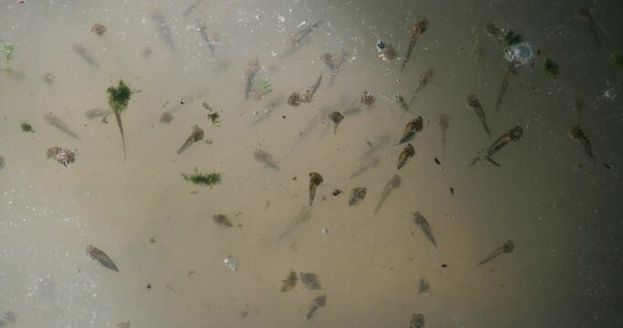 Many tadpoles in the water, frog babies are growing.Life cycle of a frog,Pollywog, Porwigle