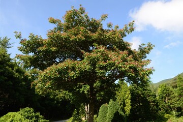 Close-up of Tsoongiodendron odorum leaves and green fruit taken in Korea, a rare tree species used for medicinal and ecological purposes.