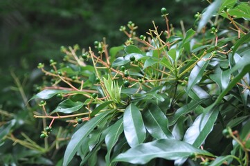 Obraz premium Close-up of Tsoongiodendron odorum leaves and green fruit taken in Korea, a rare tree species used for medicinal and ecological purposes.