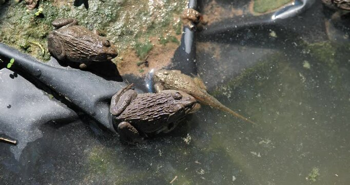 Frog life cycle, frog stages, tadpoles