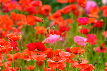 Garden landscape with red poppies in bloom in early summer