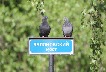 .Two pigeons are sitting on a sign with the inscription "Yablonovsky Bridge" in Russian, St. Petersburg, Russia, June 03, 2025: 