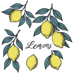 Vintage lemon illustration with hand drawn yellow fruits and teal leaves on white background. Elegant botanical design with Lemons script in the center. Vector illustration