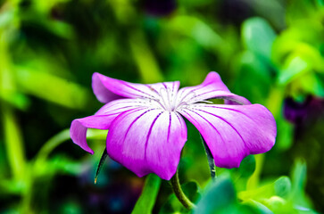 Beautiful violet flower blooming in the garden. Nature