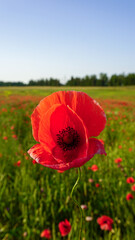 Path through a field of red poppies, wild flowers in the Latvian landscape, invites exploration, symbolizing beauty and the wonders of nature. Flourish in a scenic field under a clear blue sky.