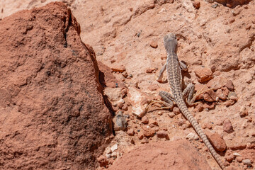 desert iguana (Dipsosaurus dorsalis), Fire Wave Trail, red Aztec Sandstone outcrops, Valley of Fire State Park, Clark County, Nevada geology. Weathering.