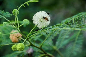 a bee that sucks flower honey