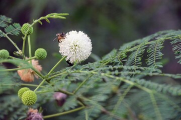 a bee that sucks flower honey