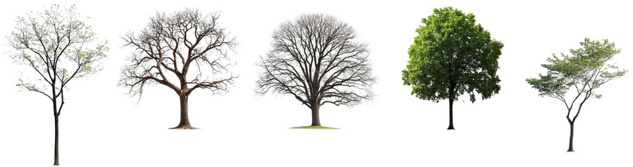 Fototapeta premium Five Trees in Different Seasons, Isolated on Transparent Background, 3D Render, Nature, Foliage, tree, season, nature
