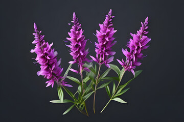 lilac flowers on black background
