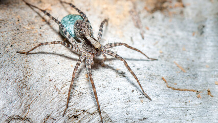 spider on a wooden background