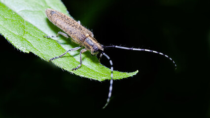 macro of a bug on a leaf