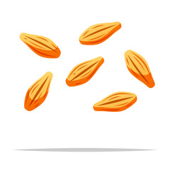 Barley grain seeds vector isolated illustration