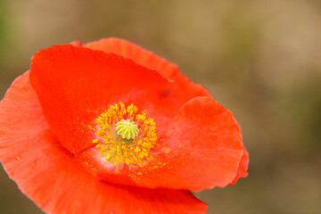 Fototapeta premium Detailed close-up photo of red poppy flowers in bloom in early summer