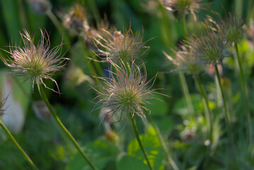 Ethereal pulsatilla seed heads shimmer in soft light, showcasing nature's delicate artistry with...