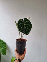 plant in a pot