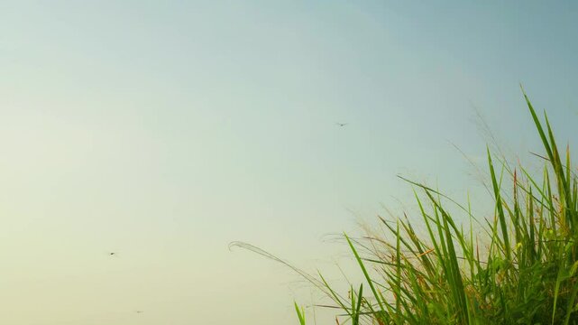 A group of dragonfly flying over a field of tall grass and blue sky in the background