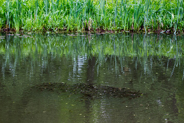 a flock of small fish in the water against the background of a grassy shore.