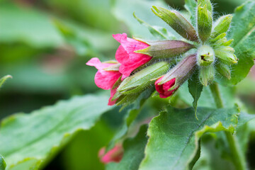 honeydew flowers with purple and pink petals. Honeydew (Pulmonaria) is a genus of plants in the Borage family.