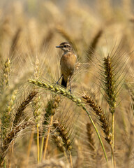 A small bird is sitting on a golden wheat stalk. The wheat will soon be harvested and made suitable...