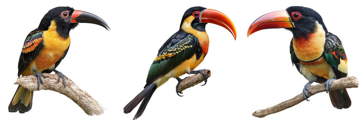Obraz premium Three Colorful Aracaris Perched on Branches, Isolated on Transparent Background, Bird Illustration, Tropical Birds, Aracaris, Toucan, Bird Illustration