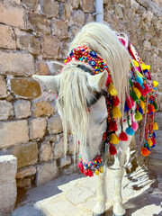Horse in the streets of Mardin, White horse colorful ornament on it.