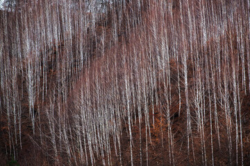 눈 내린 겨울날 산속에 있는 자작나무.