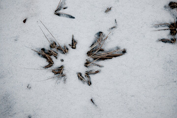 쌓여있는 눈위로 삐져나온 나뭇잎과 가지.	
