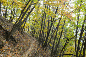 Fototapeta premium 다양한 색의 단풍이 있는 숲속 산길. 