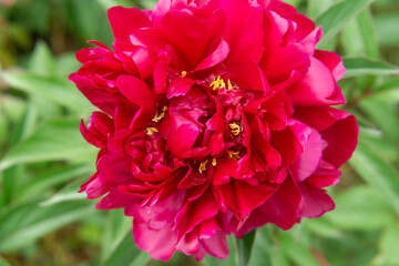 pink peony flower in full bloom, with ruffled petals and yellow stamens in the center.
