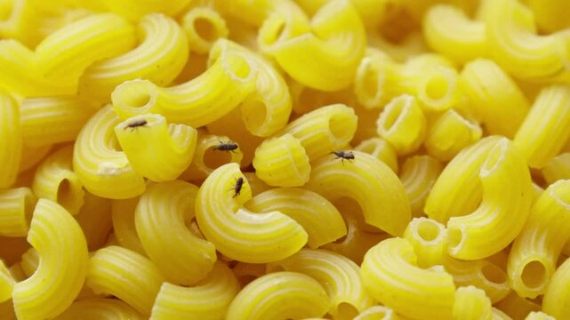 Several weevils crawling on top of the pile of macaroni pasta