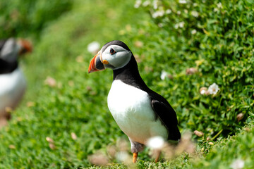 Papageientaucher im sonnigen Grün