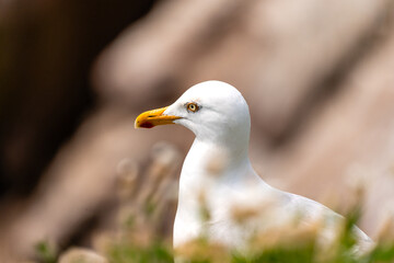 Nahaufnahme einer Silbermöwe im Profil