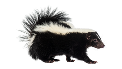 skunk, a cat-sized mammal of the weasel family, with distinctive black-and-white striped fur isolated on transparent background.