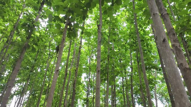 Teak trees in forestry plantations in Chiang Mai ,Thailand.