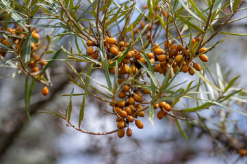 Hippophae rhamnoides common sea bucthorn ripened orange fruits on branches