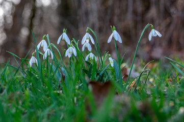 Galanthus nivalis flowering plants, bright white common snowdrop in bloom