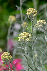 Helichrysum italicum yellow flowers in bloom with buds, bunch of flowering plant branches