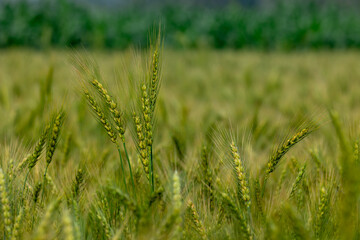 Beautiful picture of green wheat field, wheat crop growing in Bangladesh