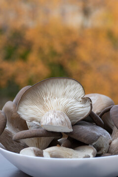 Pleurotus ostreatus oyster mushroom on white plate, edible and healthy gray white gilled hiratake fungus, healthy raw ingredient