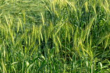 Beautiful picture of green wheat field, wheat crop growing in Bangladesh