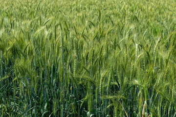 Beautiful picture of green wheat field, wheat crop growing in Bangladesh