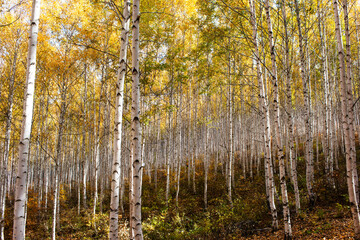 가을 분위기의 잎이 노란 자작나무.